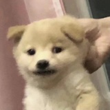 妙呱薯子