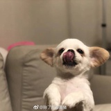 芒了个果