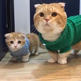 兔子
