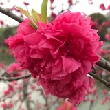 叶子