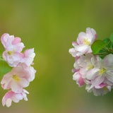 镜花水月