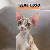 哎你可别逗了