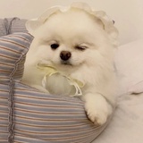 闪耀的南瓜