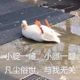 喵喵松鼠