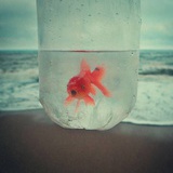 ☔️鱼🐠
