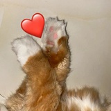 米椒