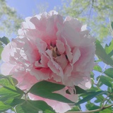 逗比君