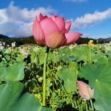 颖不语
