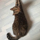 等月亮大人回家