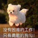 弗科科