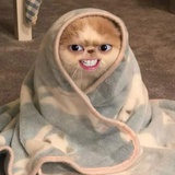 脸基尼神器