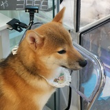 皮蛋瘦肉士力架