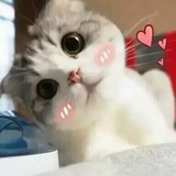 neko