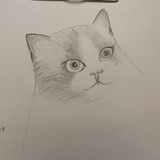 桔色机器猫