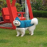不精致小狗
