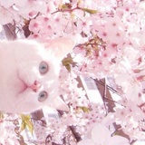 Elle是只汤圆圆圆