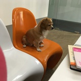 唐十七
