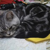 子衿