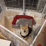 烂柠檬Michael