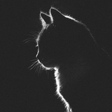 猫酒