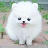 熊会