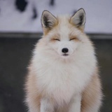 尾大骑士