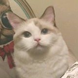 思盐