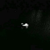 把猫叫醒
