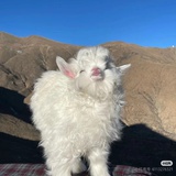 美羊羊
