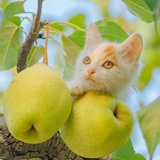 无孩爱🐈