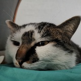 Simone
