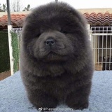 姥姥家的核桃树