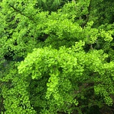 小薇兰宁