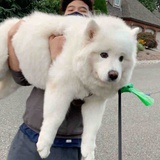 多多