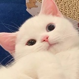 茫