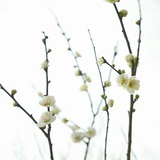 小七