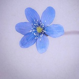 糖炒荔枝