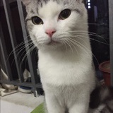 sammy