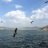 陈小狗