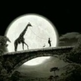 粉玫瑰