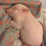 豆豆
