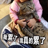 球鱼