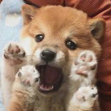 打呀打怪兽