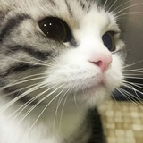 柠檬