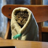 Meow_puiy