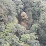 捉急捉鸡