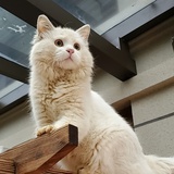 大猫