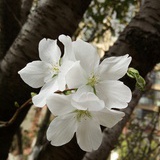 丫头