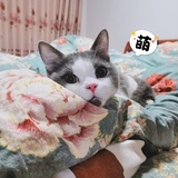 小白不是猫