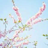 希望